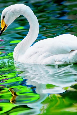 white swan on boy of water