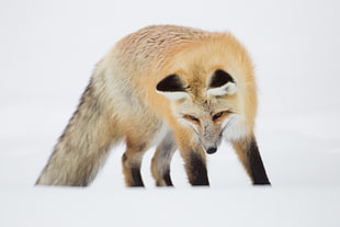 brown and beige fox playing on snow