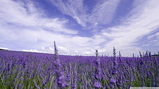 purple petaled flowers, lavender HD wallpaper