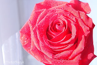 closeup photo of a red Rose in bloom HD wallpaper