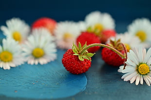 closeup photography of white flowers and red berries HD wallpaper