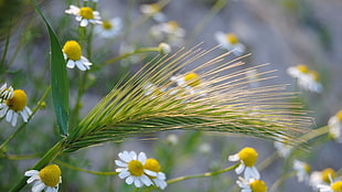 macro photo of white daisies