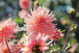 pink flowers, dahlias, flowers, pink, plants