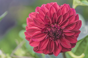 red cluster flower, Flower, Bud, Petals