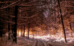 brown leafless trees, nature, landscape, Maine, forest