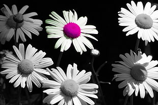 close-up photo of white Daisy