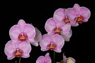 close up photo of pink-and-white Moth Orchids HD wallpaper