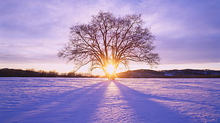 black withered tree, landscape, sunlight, winter, snow HD wallpaper