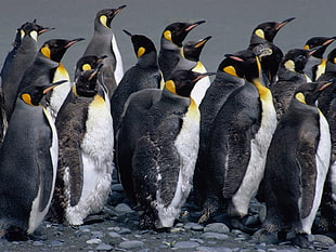 herd of Emperor Penguins HD wallpaper