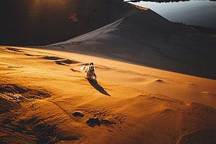 long-coated white dog, dog, nature, animals, desert HD wallpaper