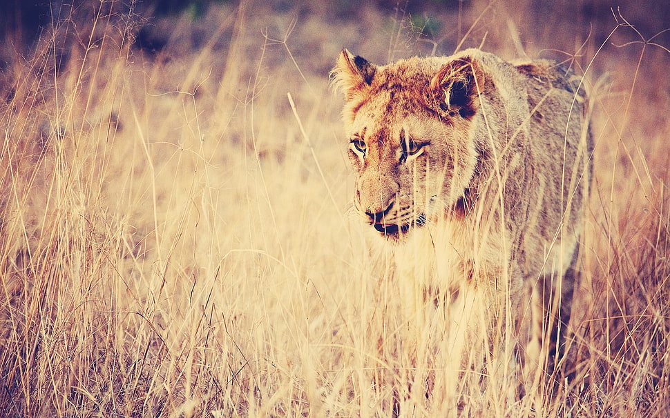 Lion on field during daytime HD wallpaper