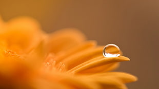 orange petaled flower, orange, water drops, dew HD wallpaper