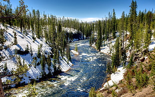 green trees, nature, landscape, river