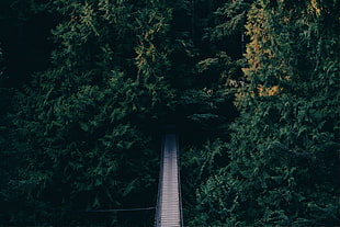 aerial photo of brown bridge surrounded by trees during daytime