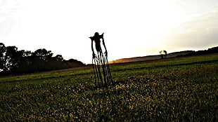 green grass field, landscape, horror