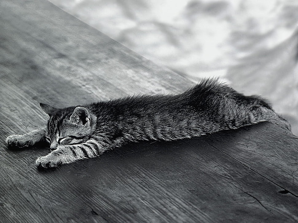 gray scale photography of tabby cat lying on wooden surface HD wallpaper