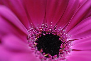 close-up photography of pink petaled flower HD wallpaper