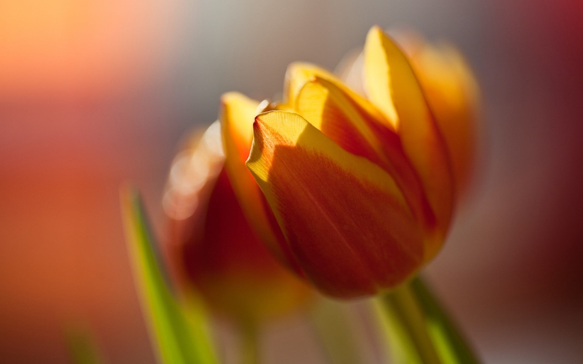 yellow tulips, closeup, nature, macro, flowers