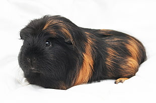 tortoiseshell Guinea pig, Guinea pig, Rodent, Furry