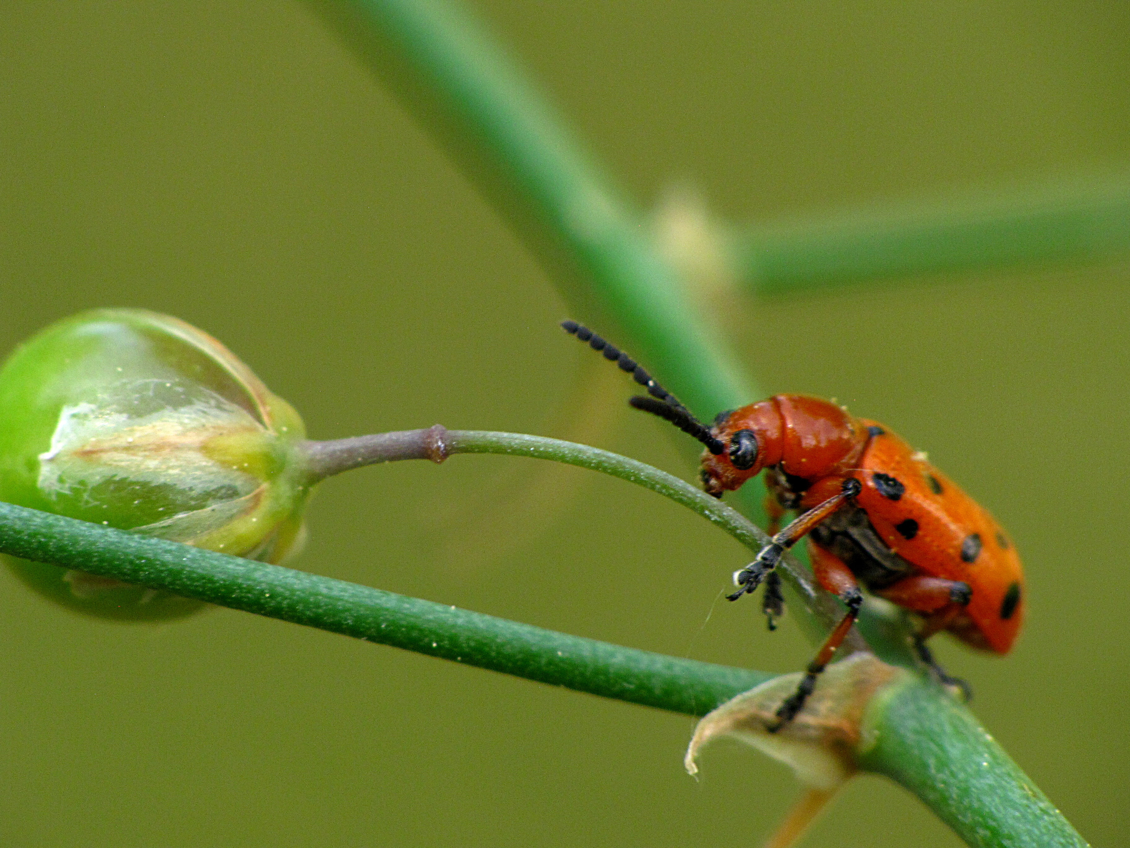 Red and black spotted bug on green plant stem closeup photography, beetle  HD wallpaper | Wallpaper Flare