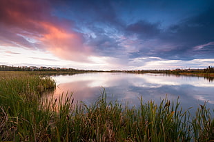 green grass near river during day time HD wallpaper