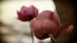 closeup photography of brown rose flower