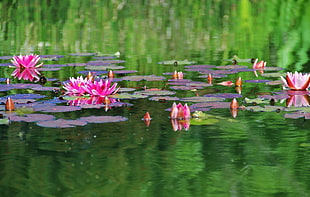 pink and purple water lilies on water formation HD wallpaper