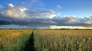 green grass field, nature, landscape