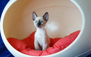 Persian kitten on red cushion HD wallpaper