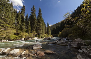 river surrounded by pine tress HD wallpaper