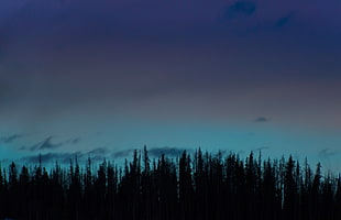 pine tree during dawn HD wallpaper