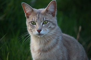 shallow focus photography of brown cat