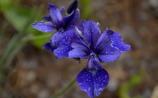 purple petaled flowers