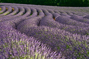 bed of lavender flowers, lavender fields HD wallpaper