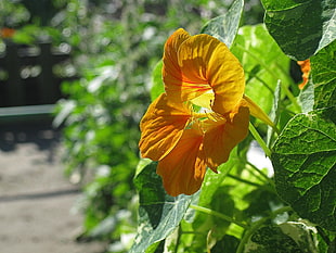 shallof focus photography of orange flower during daytine