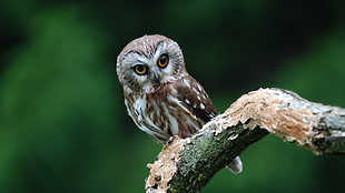 brown owl on tree stem HD wallpaper