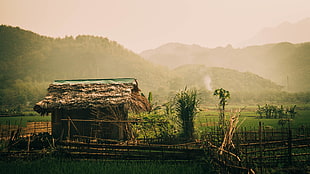 brown wooden house, hut, jungle, rice paddy, Vietnam HD wallpaper