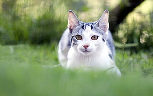 silver tabby cat