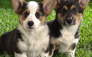 tricolor Corgi mix puppies HD wallpaper