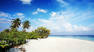 white and green trees painting, beach, palm trees