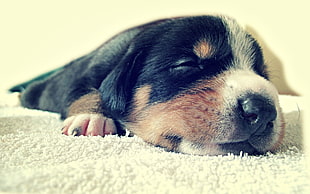 close up photo of short-coated black and brown puppy