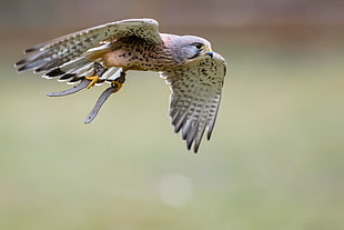 Hawk  shallow focus photography, common kestrel HD wallpaper