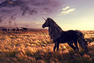 black unicorn near herd of horses during golden hours HD wallpaper