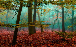 green trees, magic, forest, mist, nature