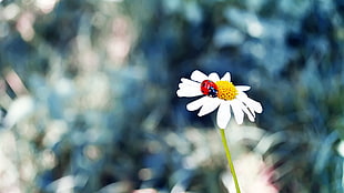 white petaled flower, flowers, ladybugs, grass, insect HD wallpaper