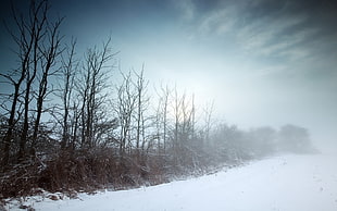 bare trees on snow field