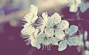 white 5-petaled flowers on branches