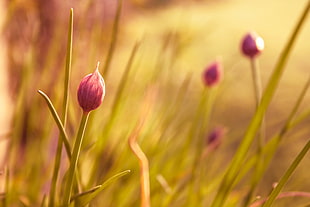 pink Rain-Lily flower bud HD wallpaper