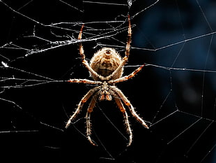 closeup photo of brown orb weaver spider on web