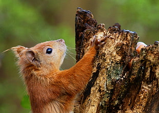 close up photo of a brown furred animal climbing a tree HD wallpaper